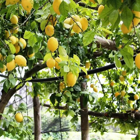 Poggio Angelarosa: Lemon Garden Stay&relax
